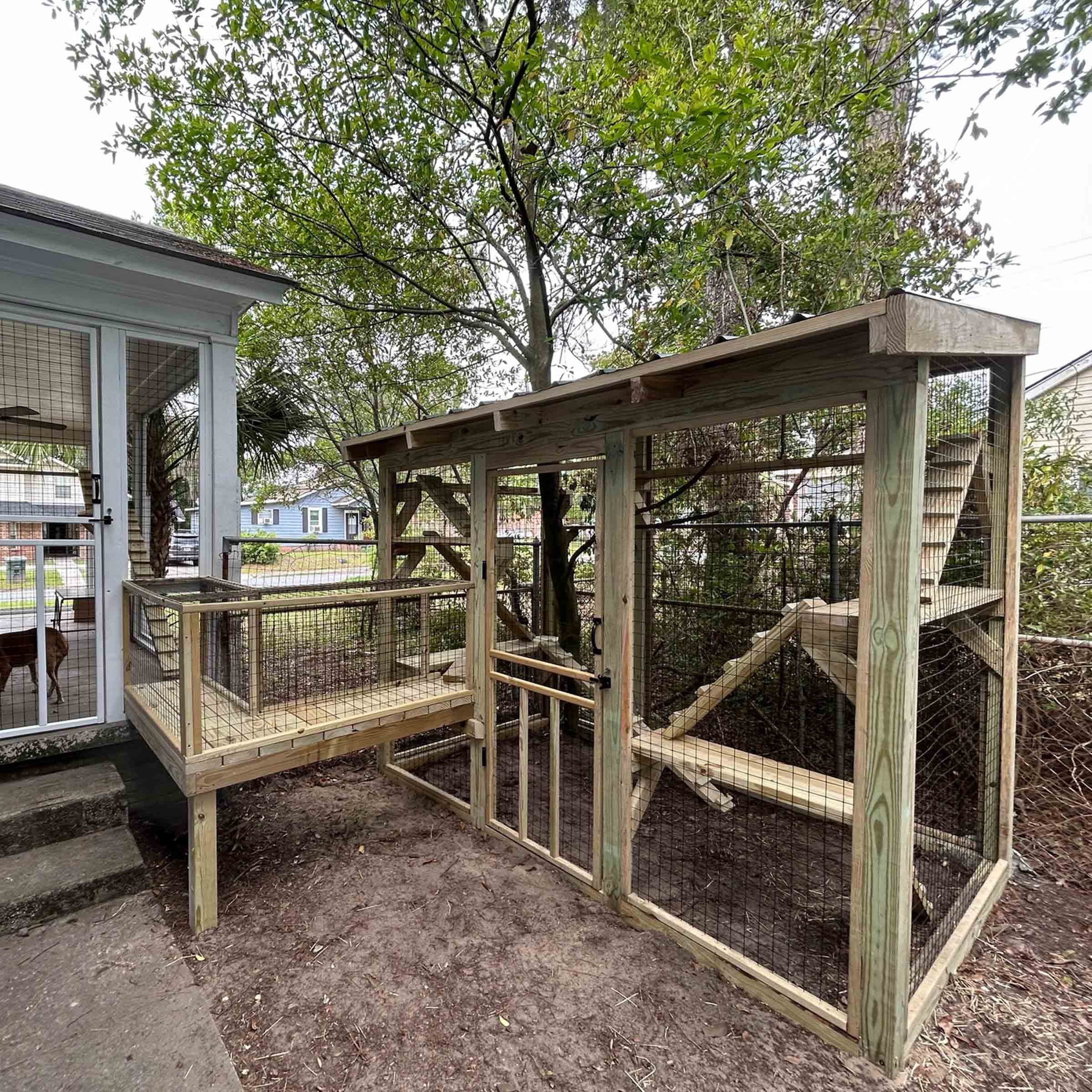 Angled exterior view of a light wood catio with mesh walls, connecting ramp, and sloped roof, extending from a screened porch into a shaded backyard.
