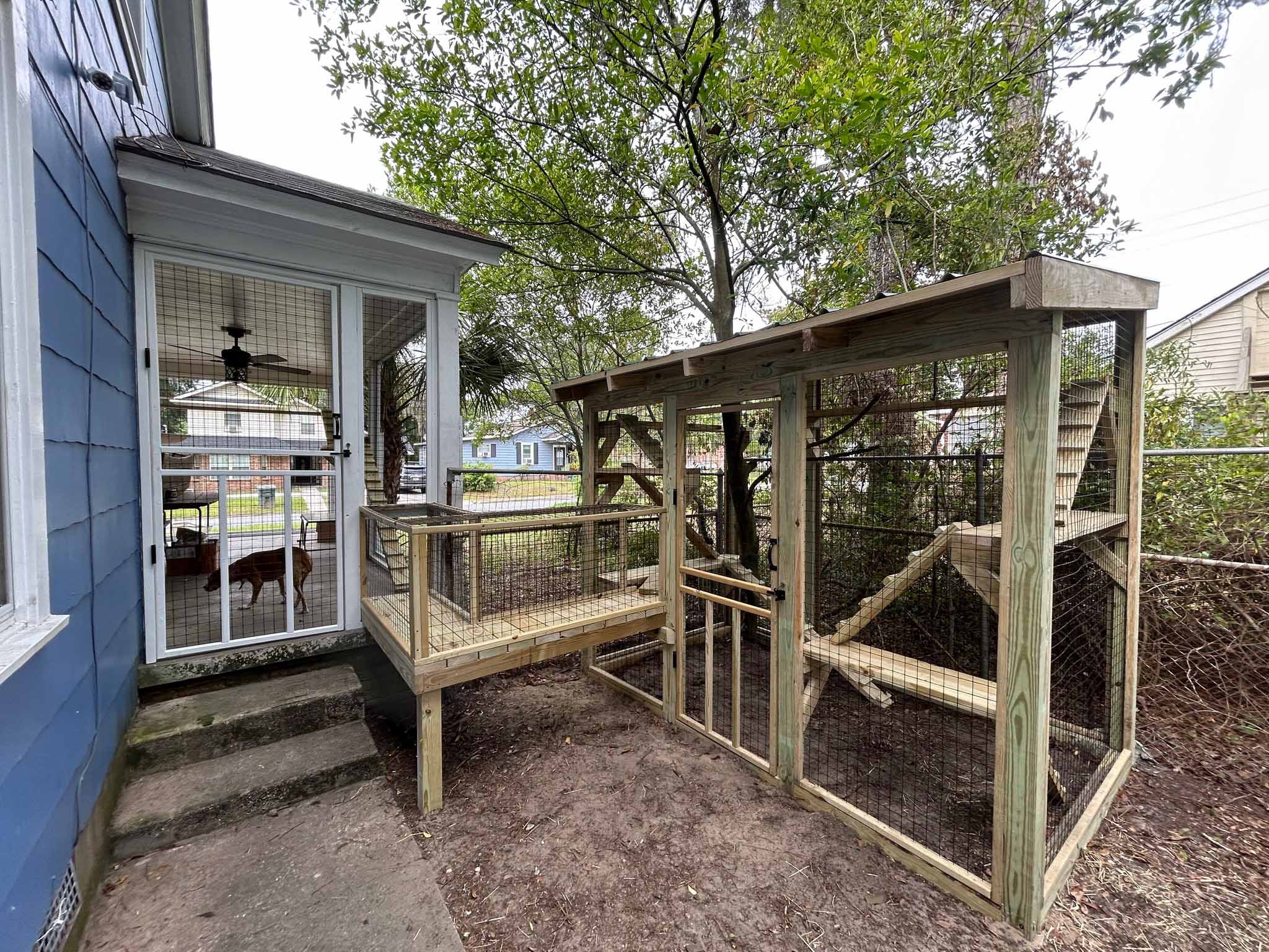 Wooden catio with a covered walkway connected to a screened porch, featuring mesh panels, climbing ramps, and a forested backdrop.