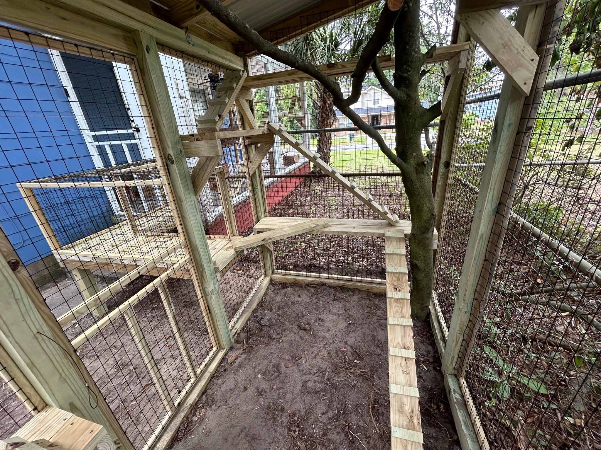 Interior view of a wooden catio with tree integration, mesh walls, climbing ramps, and multiple platforms connected to a blue house.