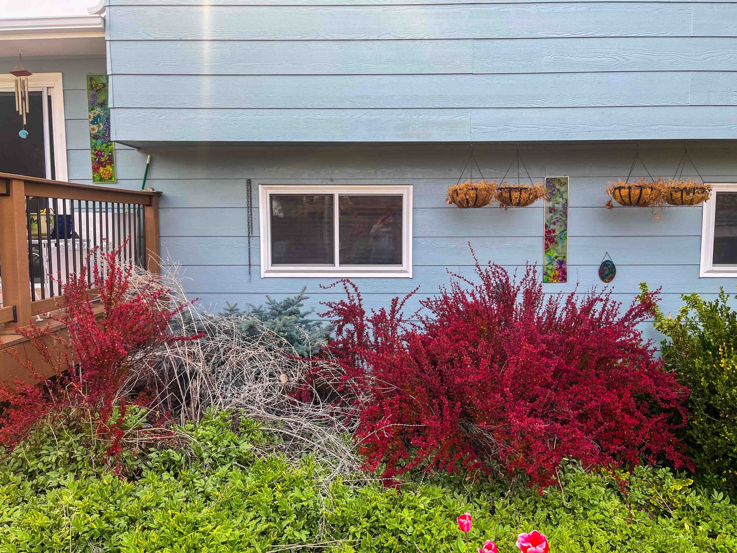 The side of a blue house with windows, red and green bushes, and empty hanging flower baskets before catio installation.