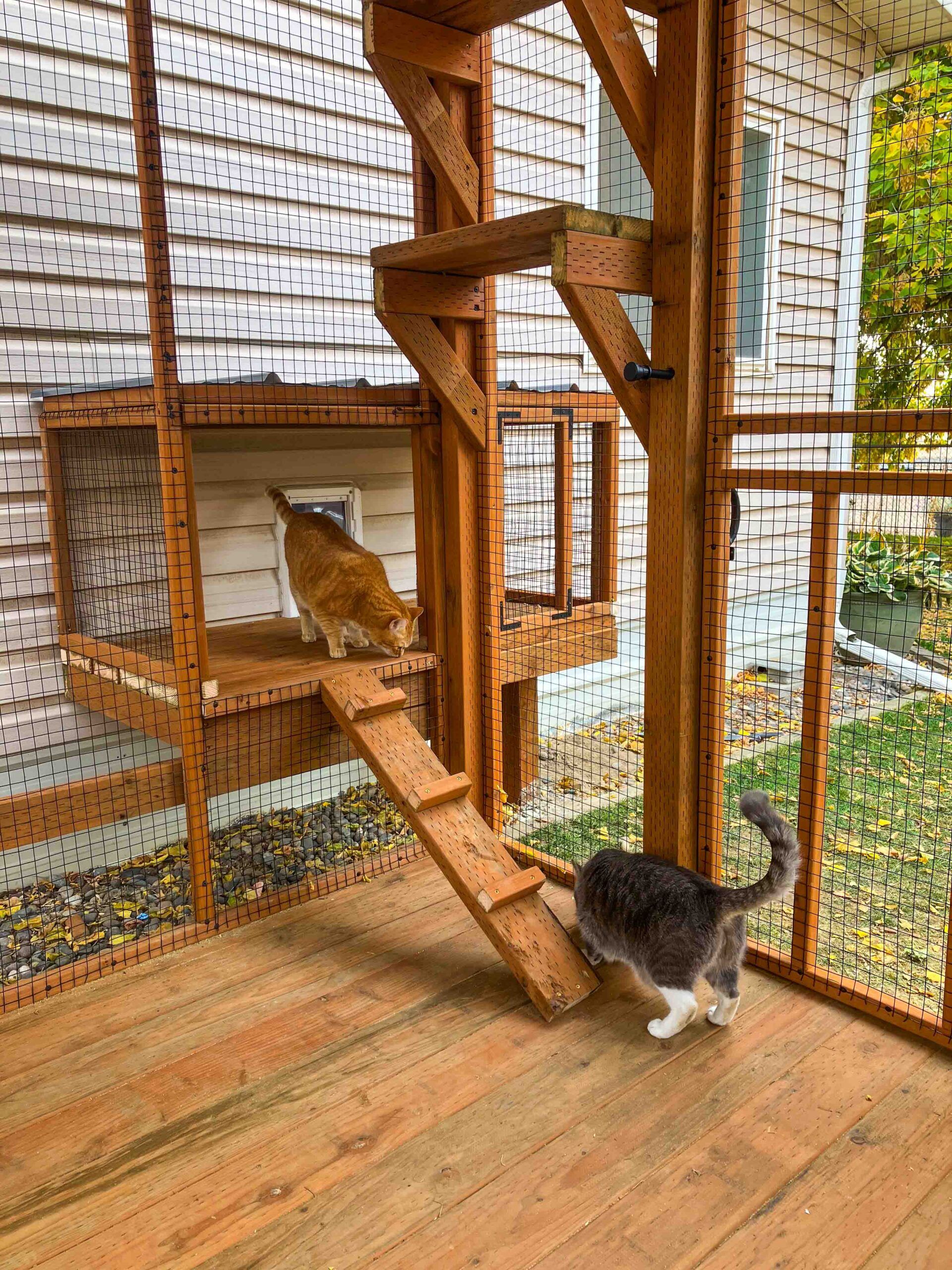 Two cats exploring inside a custom catio, one walking on a ramp leading to the window tunnel.