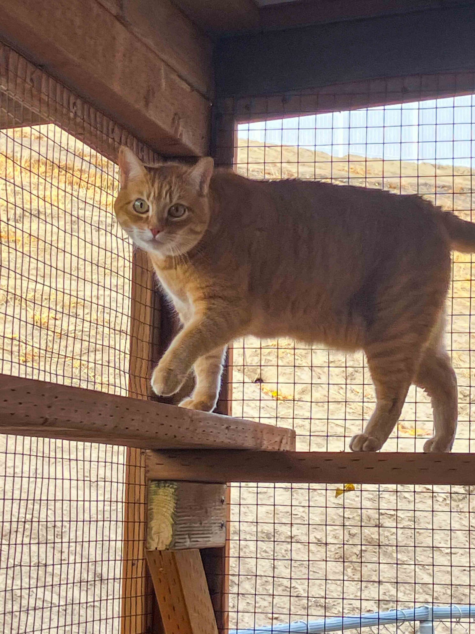 Orange cat standing confidently on a high wooden perch inside a secure outdoor catio.
