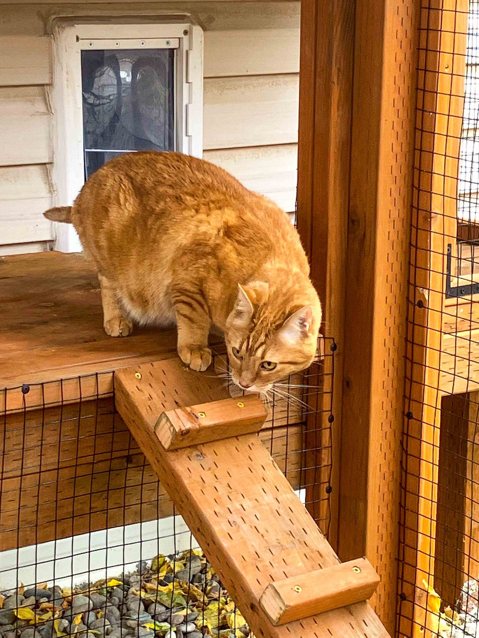 Orange tabby cat stepping carefully down a wooden ramp inside a custom outdoor catio.