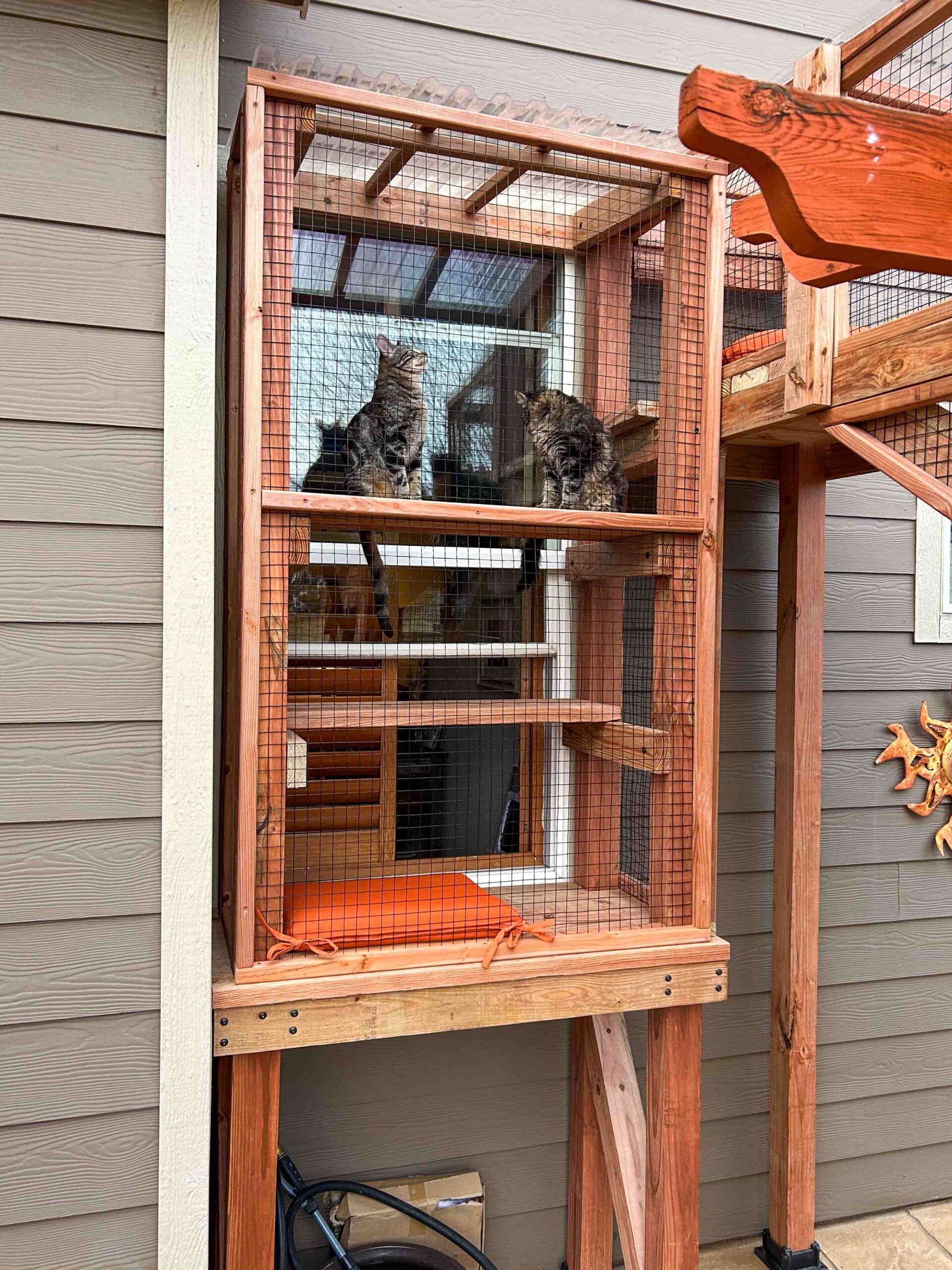 Two cats inside a vertical catio enclosure perched on wooden shelves near a window, enclosed with mesh and connected to an outdoor cat walkway system.