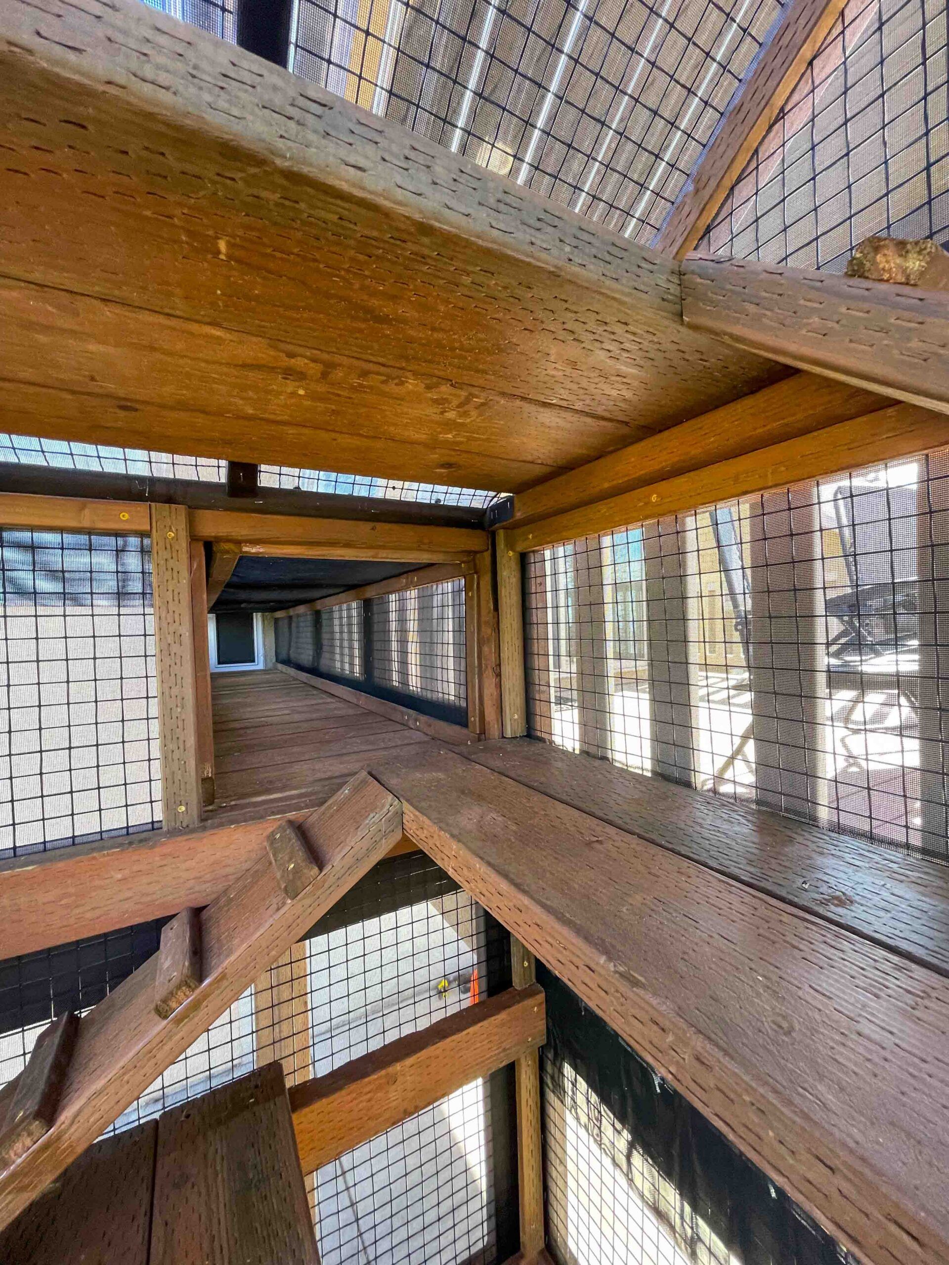 Inside perspective of a catio tunnel section with wooden flooring, mesh walls, and a connecting ramp leading to another elevated platform.