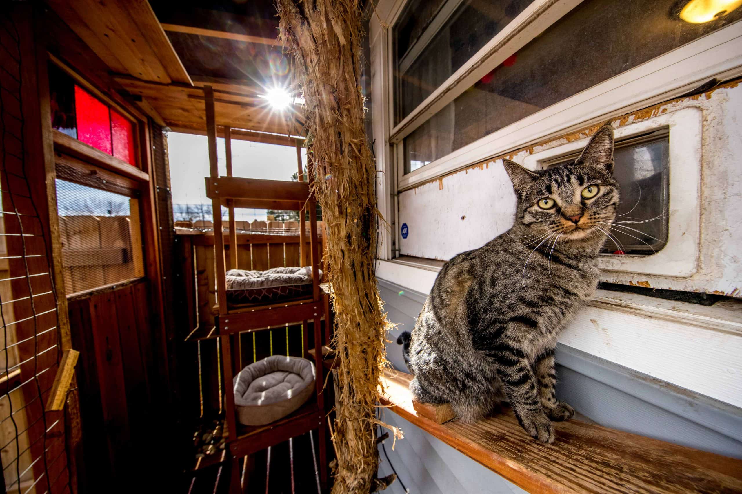 cat in outdoor cat enclosure