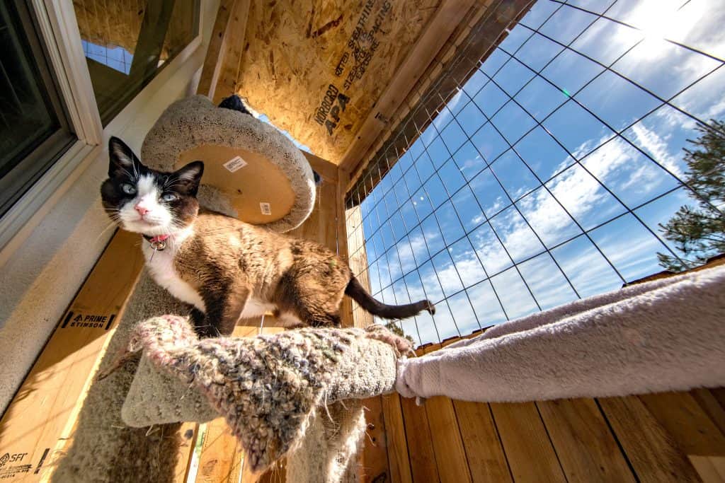 cat on outdoor cat tree catio