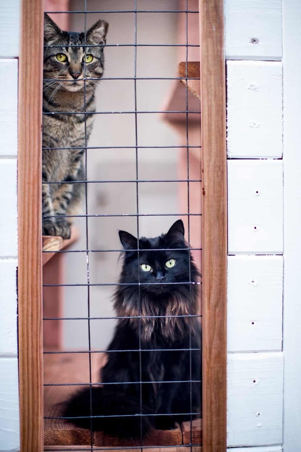 Catio Fencing How to Pick the Right Fencing for your Catio Cat Topia