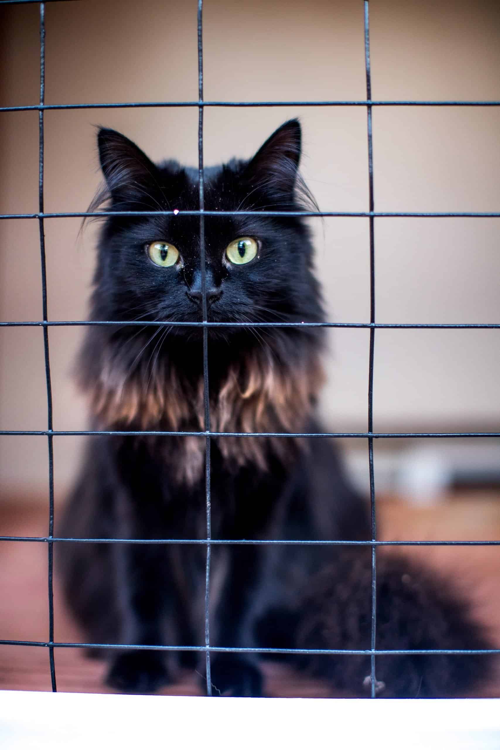 Fostering Kittens in a Catio Tips and Tricks