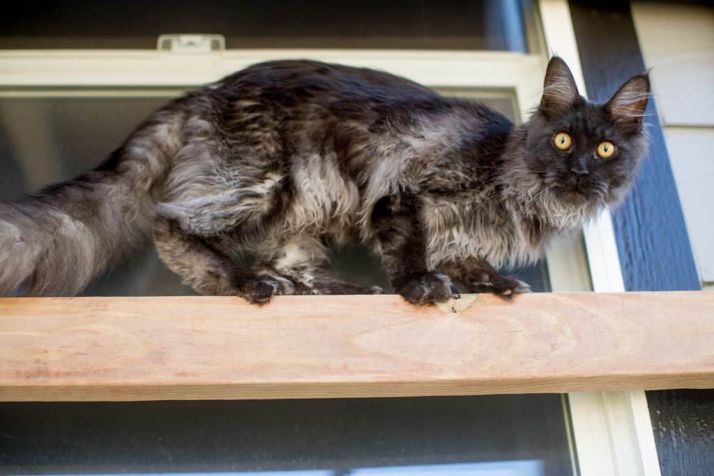 black kitten maine coon in catio
