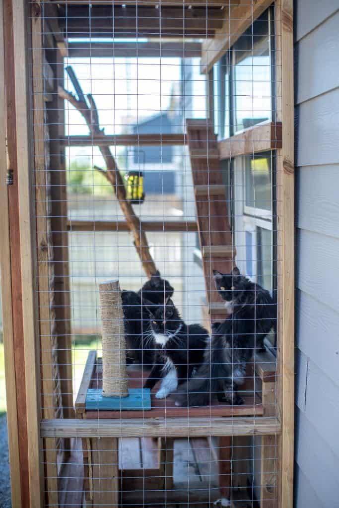 catio for mainecoons