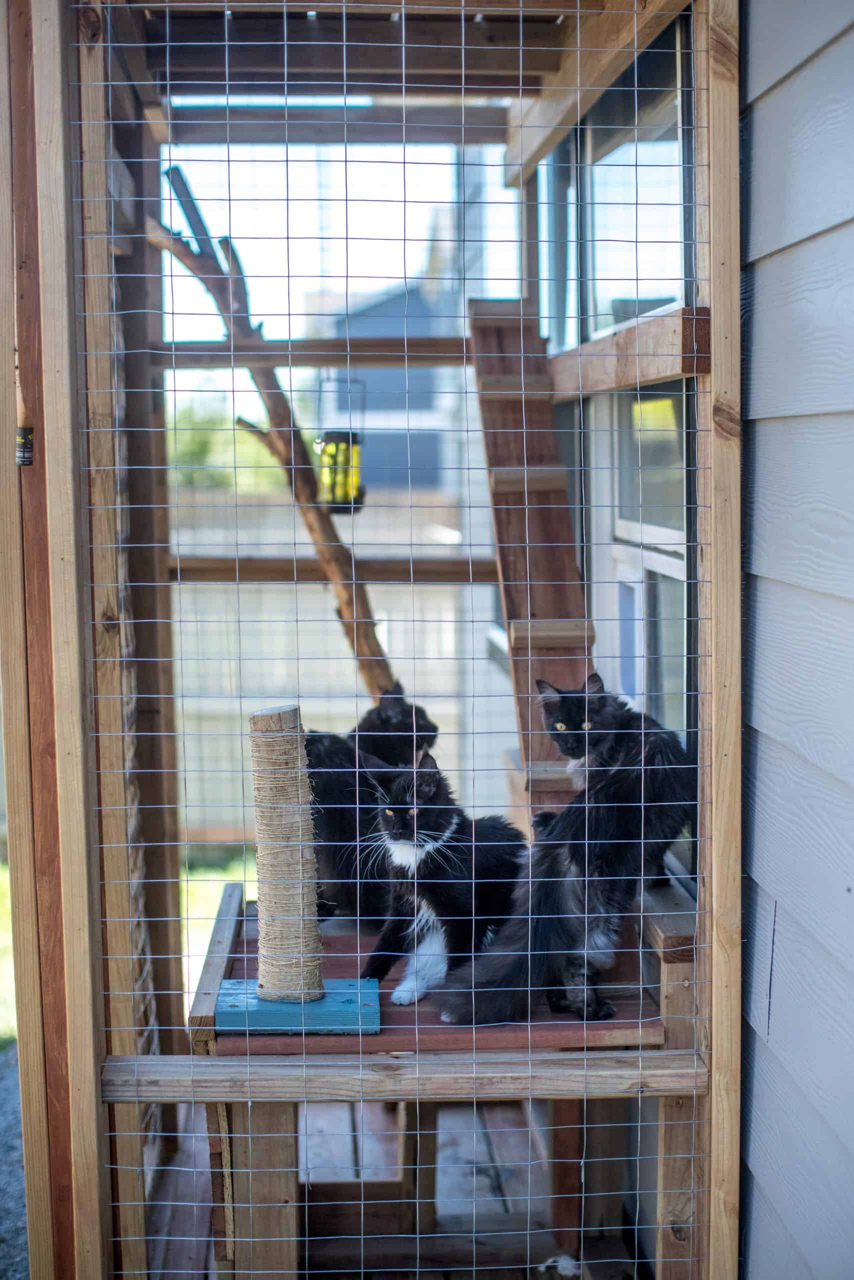 catio for mainecoons