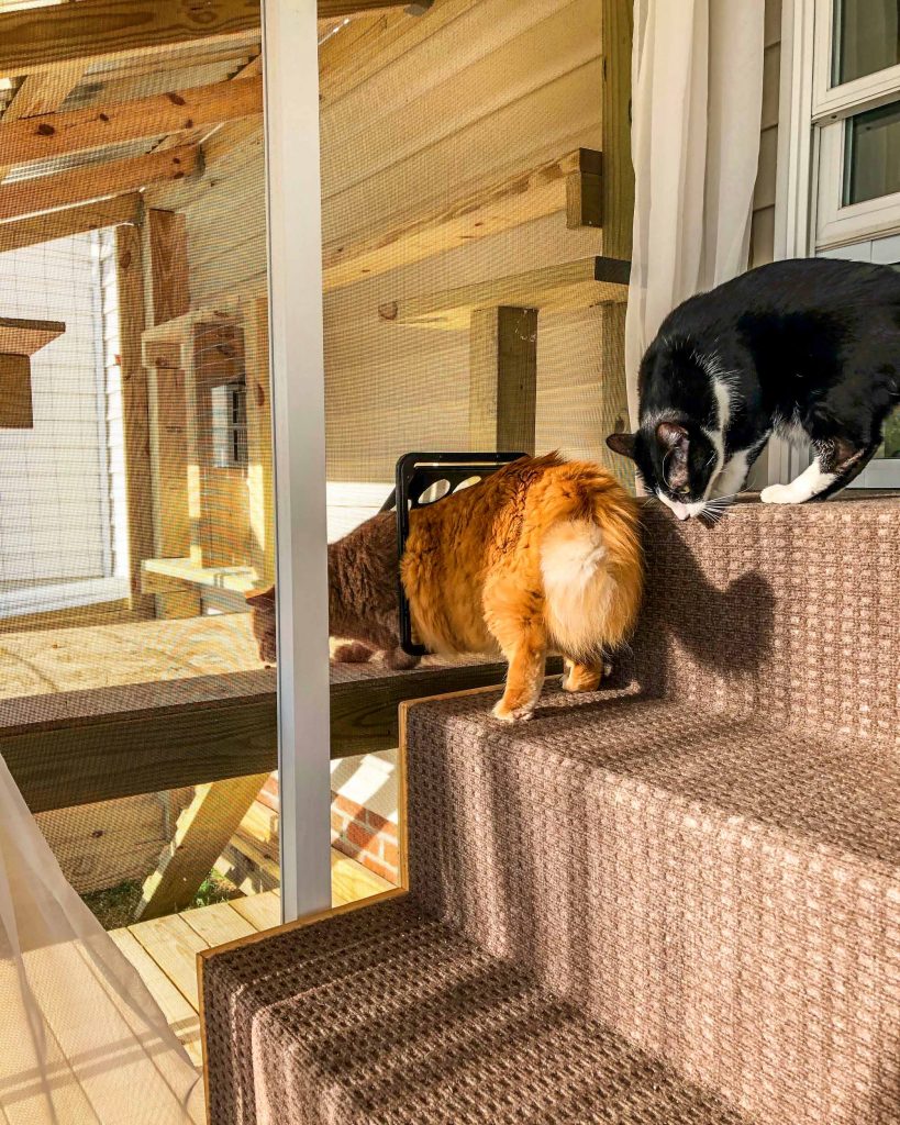 Multi-Cat Households, Housing Multiple Cats