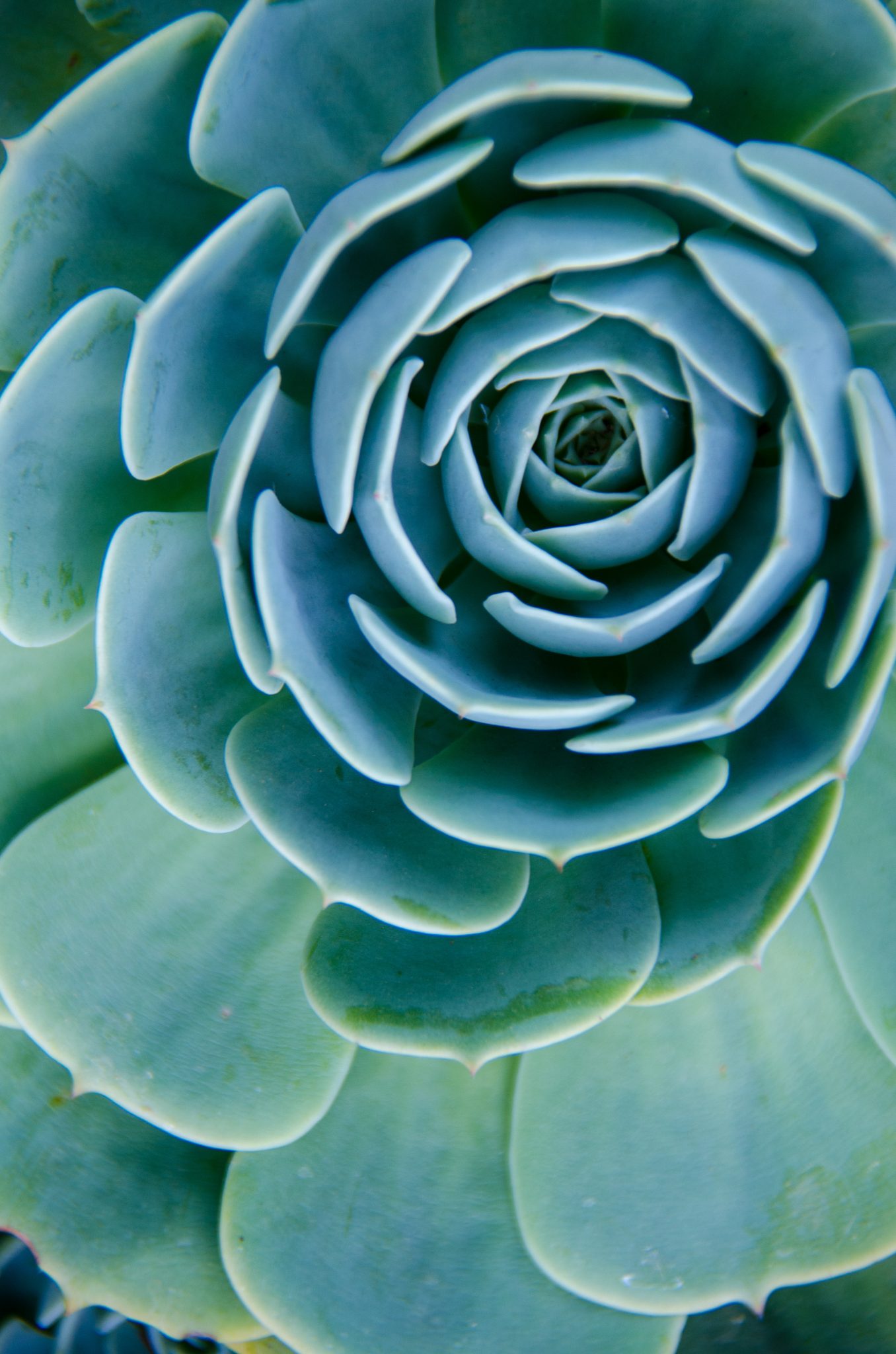 10 NonToxic Plants for Cats and a Catio Cat Topia