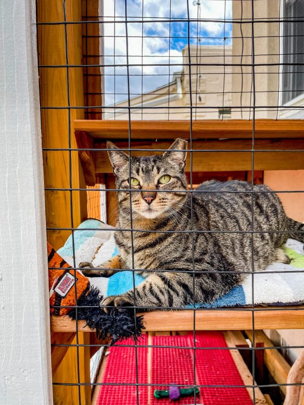 Catio Fencing How to Pick the Right Fencing for your Catio Cat Topia