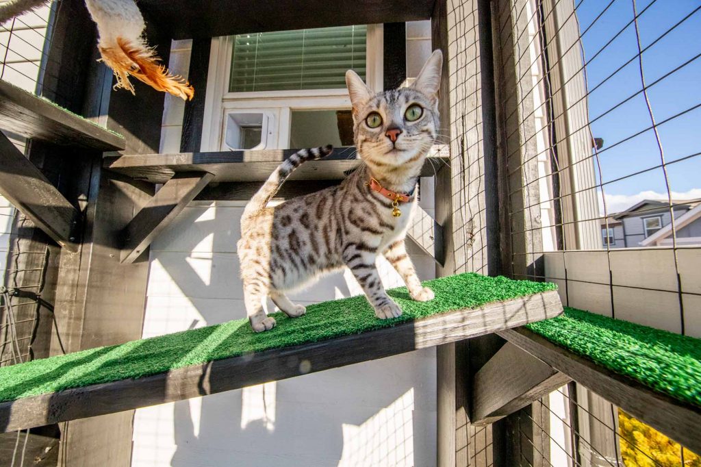silver bengal cat walking up cat turf ramp catio in kitten enclosure