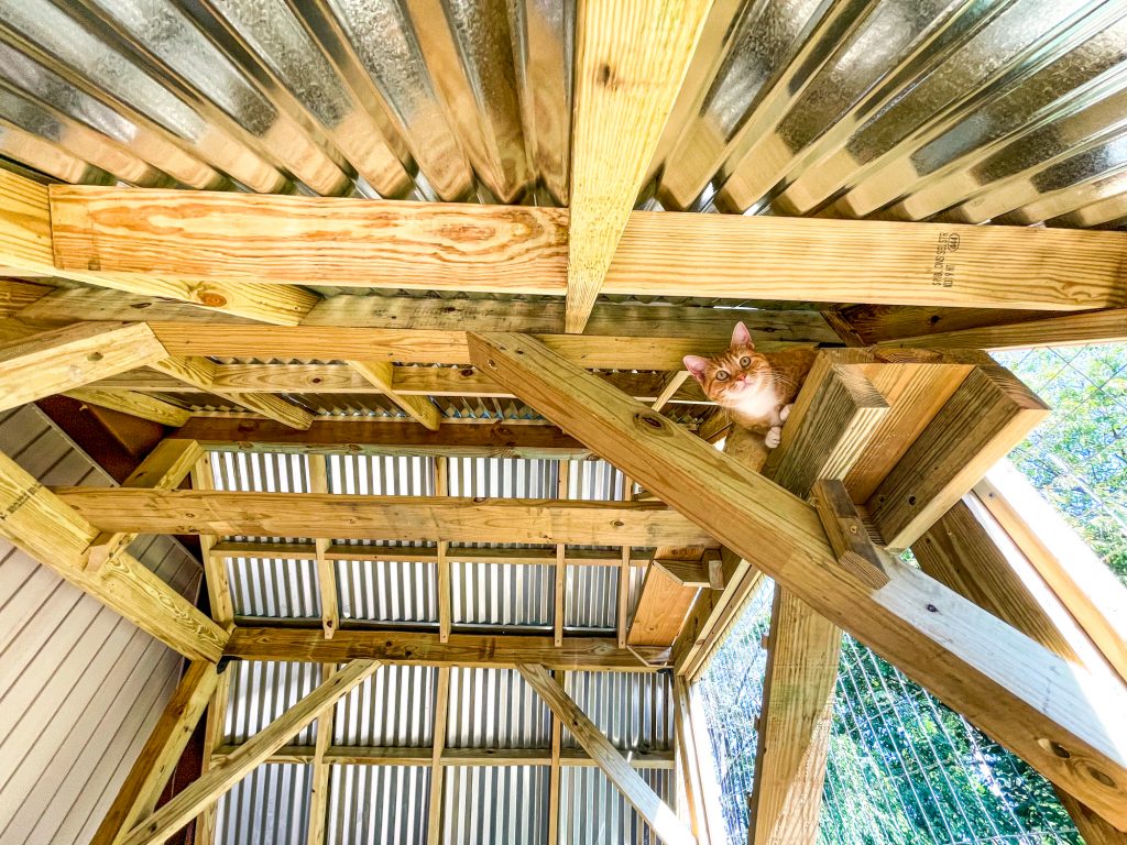 cat inside catio location new jersey