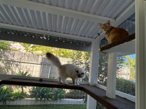 cats exploring catio