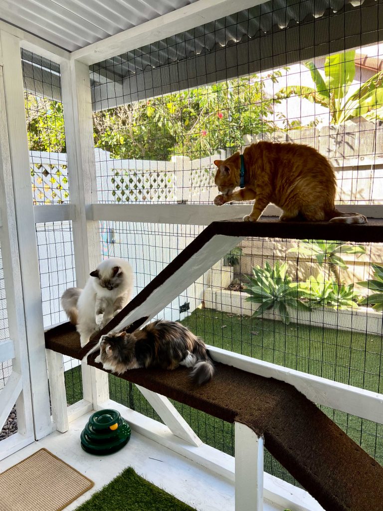 three cats exploring catio
