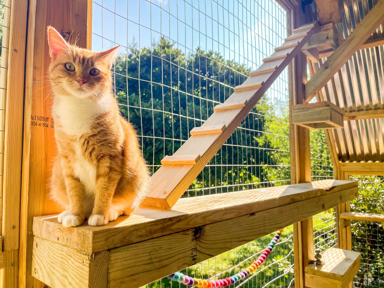 From Indoor to Outdoor: A Cat's Guide to the Catio