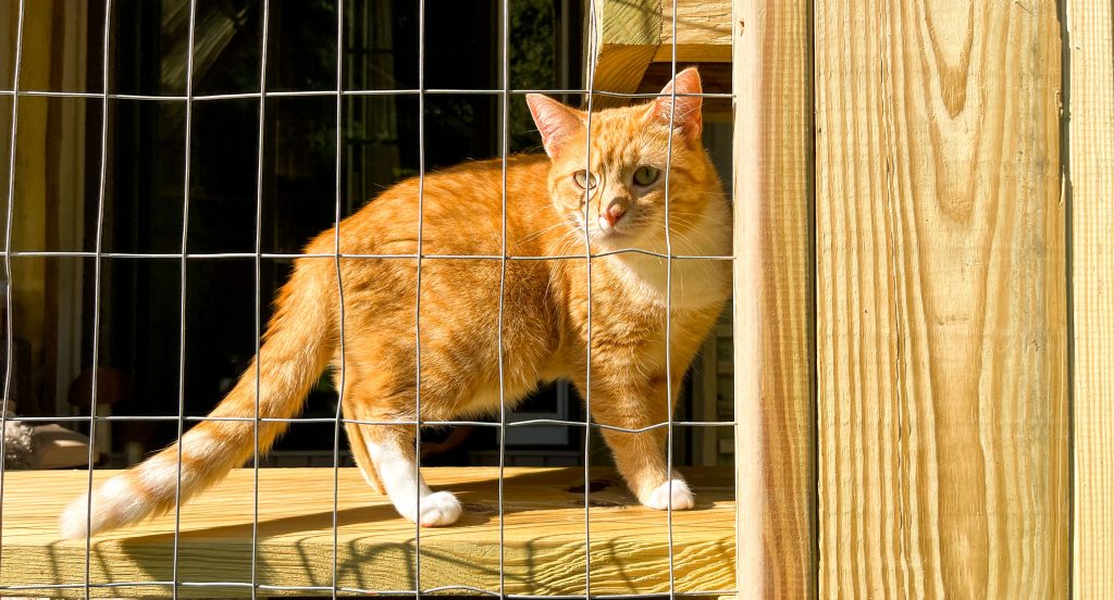 Feline explorer in catio