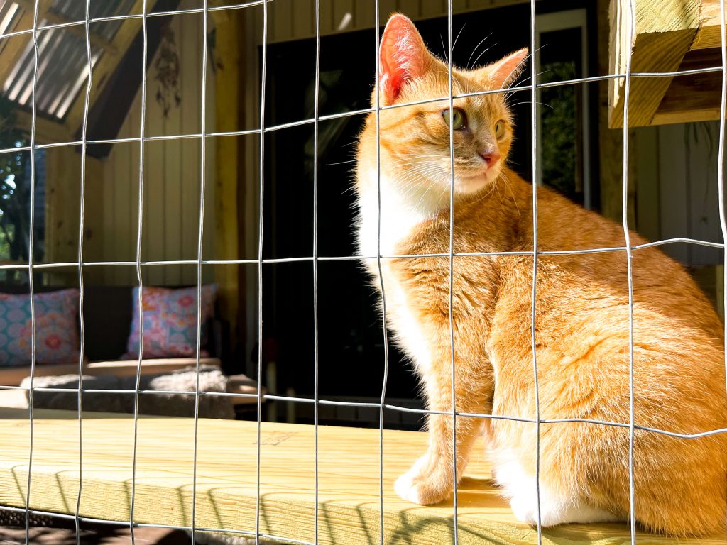 orange cat enjoying the great outdoors in catio