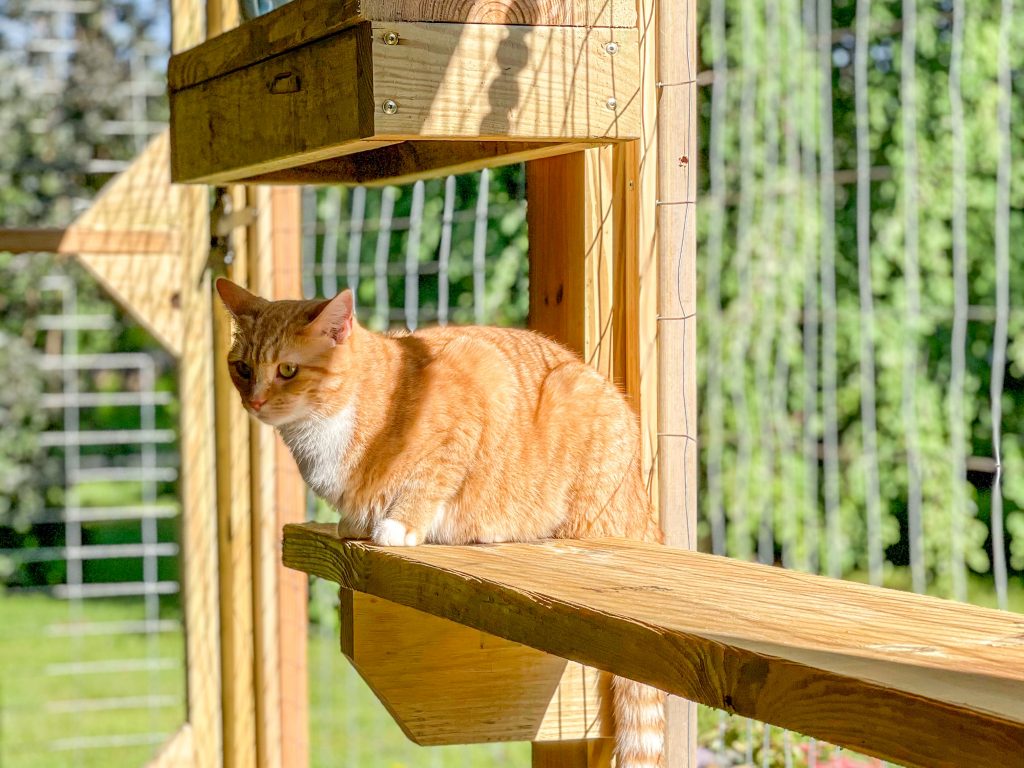 orange cat in catio surrounded by nature