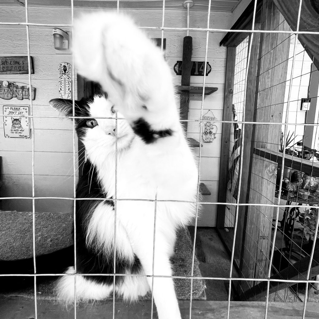 cat outside in screened cat patio