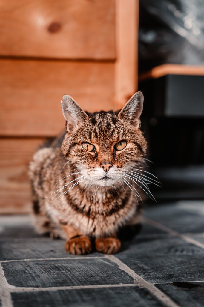 old cat