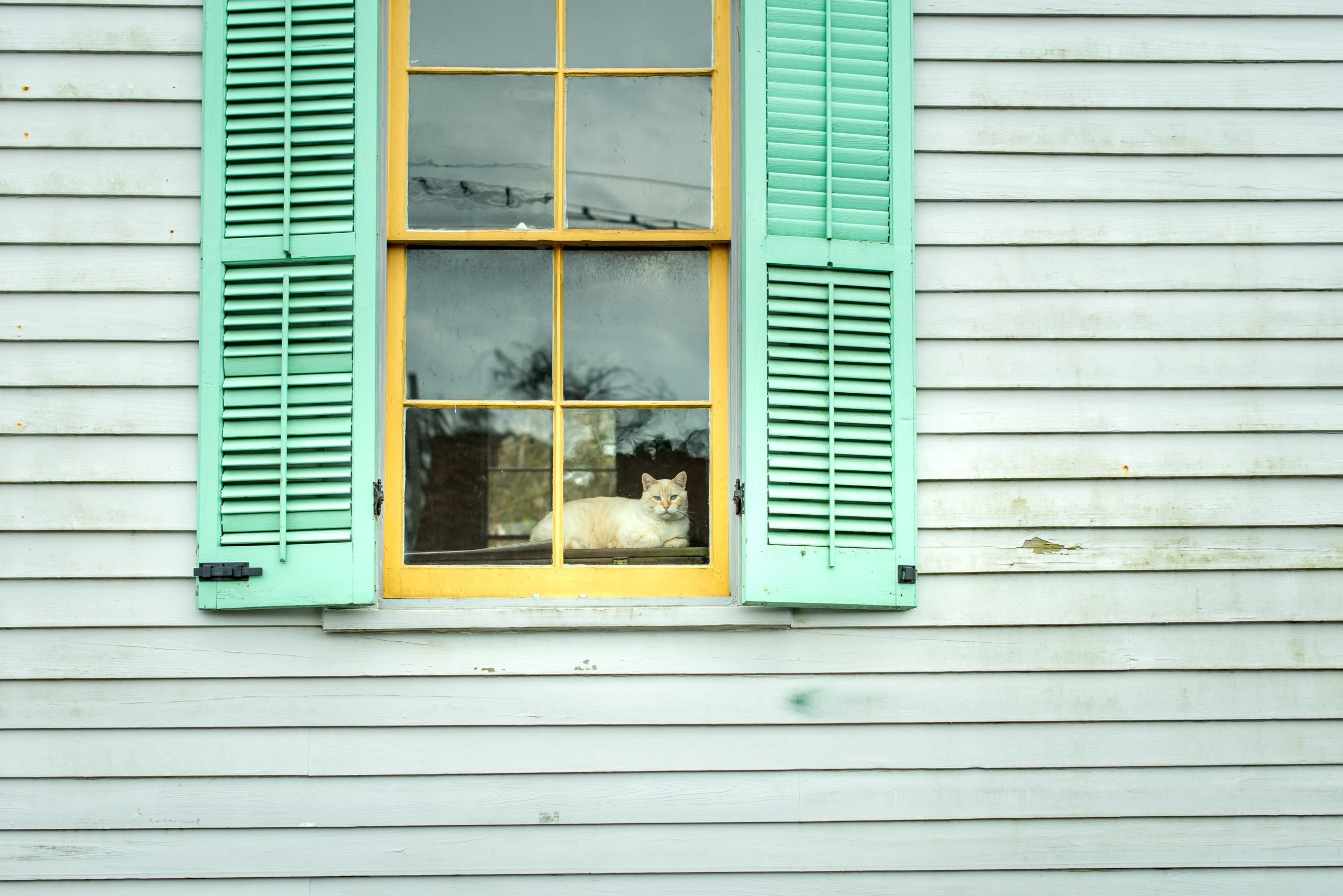 Cat lounging in a sun‑lit window catio