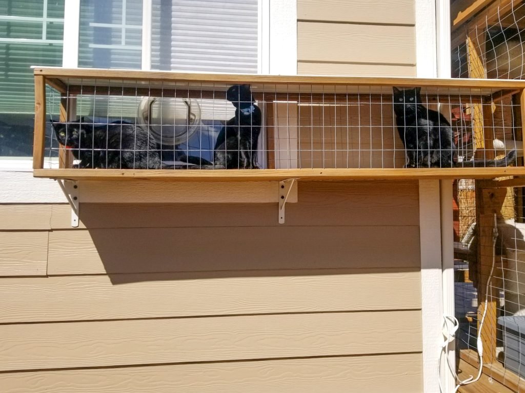 cat tunnel with three cats