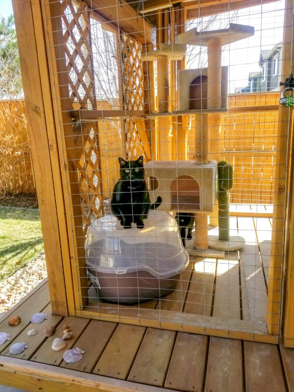 Picture of Is My Cat Stressed and Anxious? - Cat Topia
