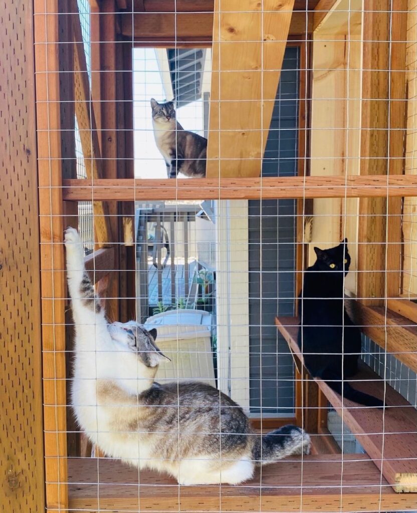 cat-stretching-inside-catio
