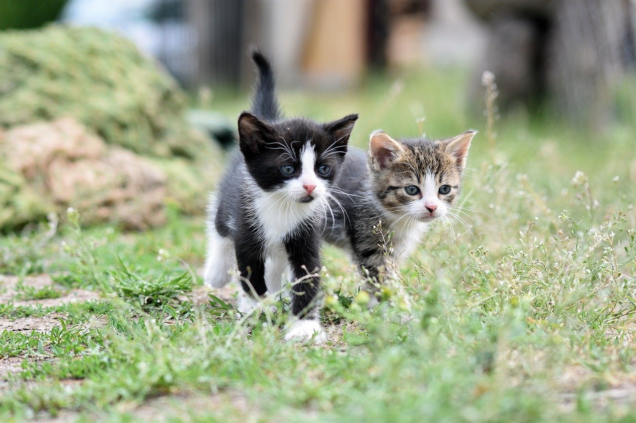 Toxoplasmosis Health Education for Cat Owners