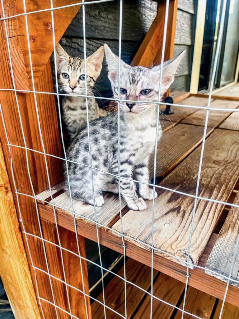 cute-kittens-inside-catio