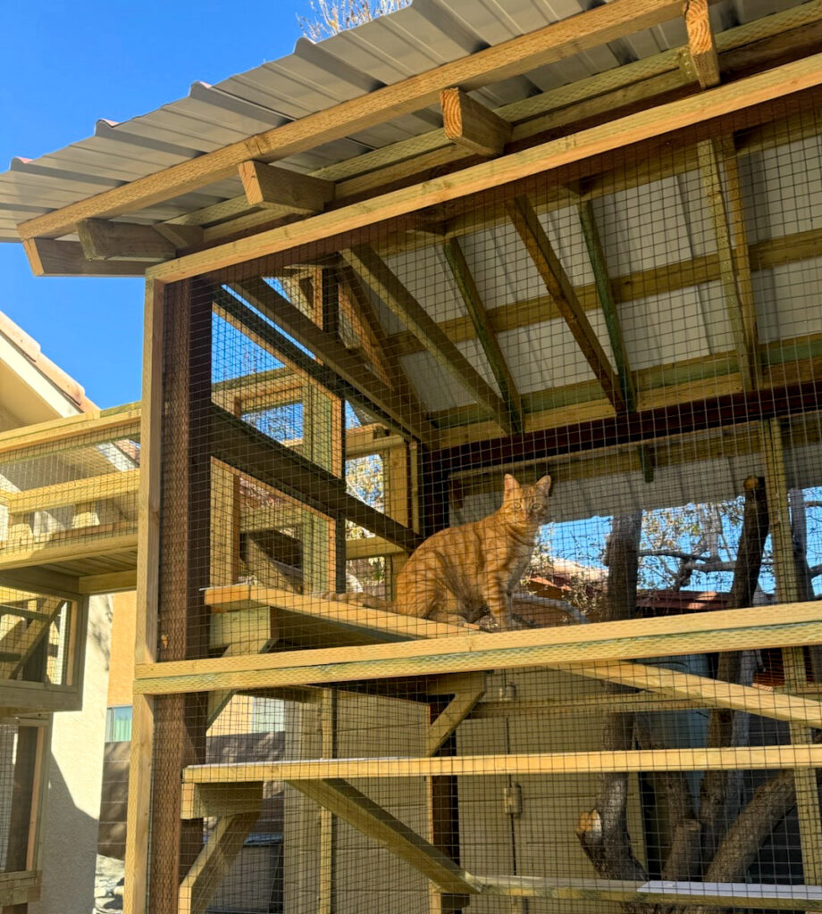 cat looking out of their catio in yuma arizona