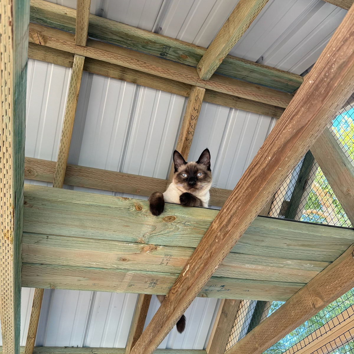 Another view of a catio roof