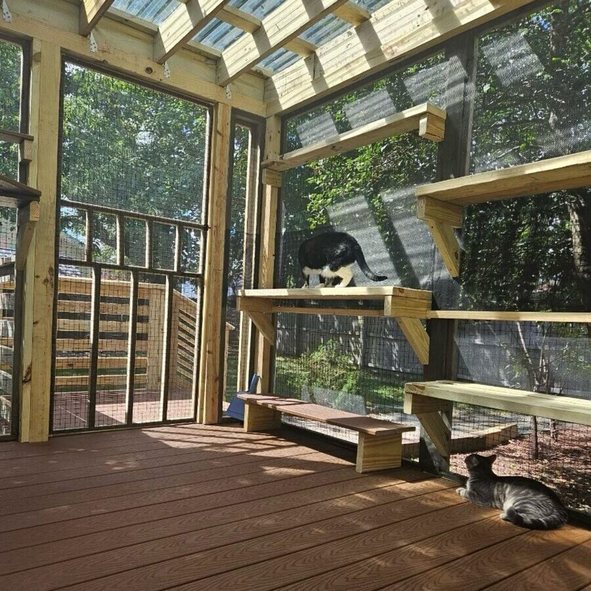 Clear roof panels for bright catio interior