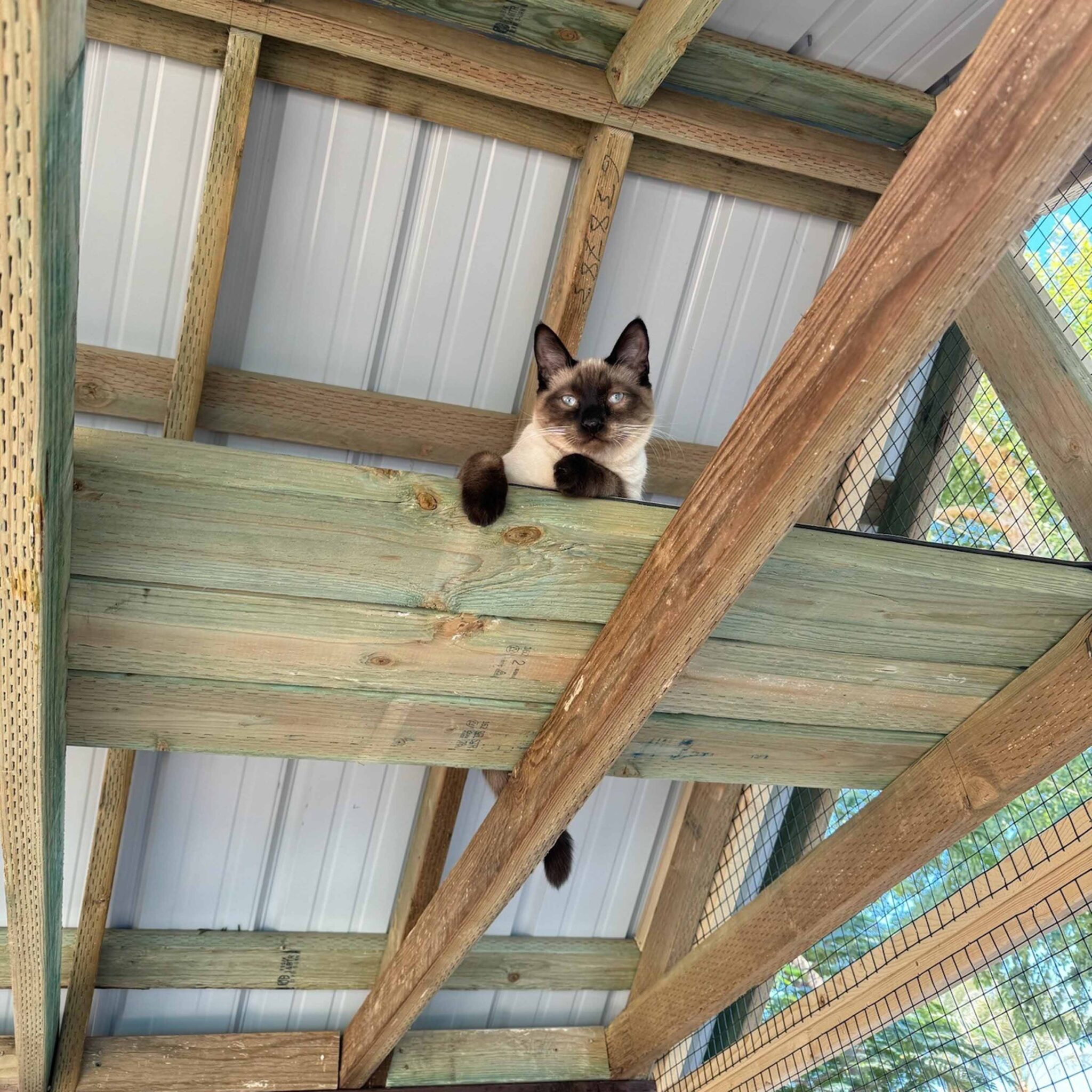 Catio-images-4