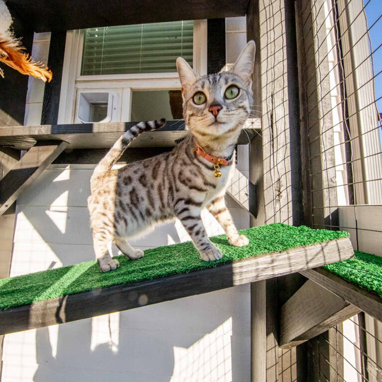 Spotted cat standing confidently on a green turf-covered ramp inside a modern vertical catio.