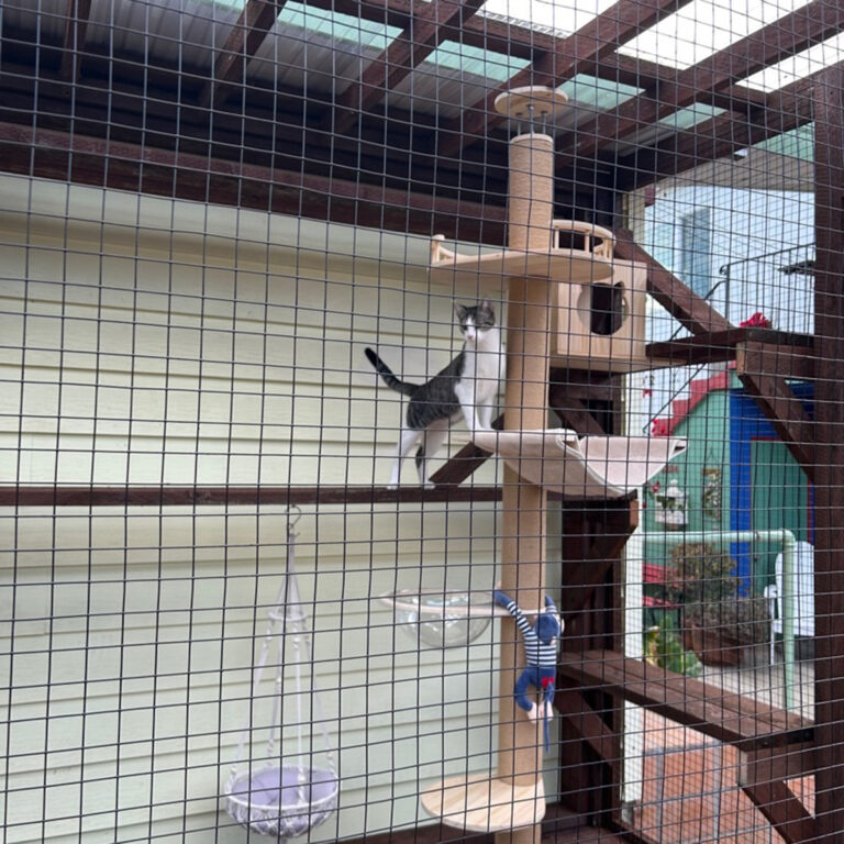 Gray and white cat climbing on cat tree with shelves and hammock inside enclosed wooden catio.
