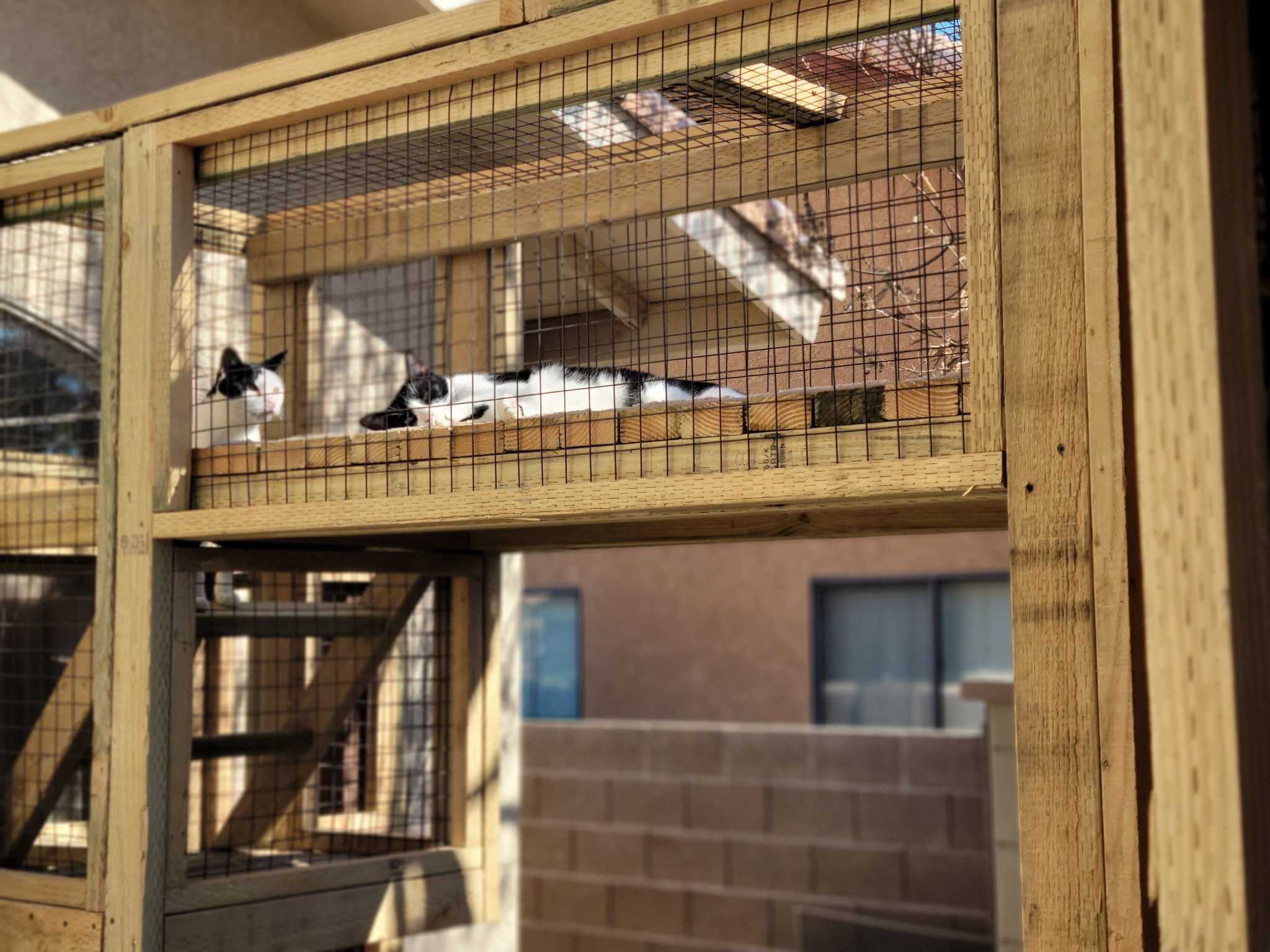 Two black-and-white cats lounging on a wooden shelf inside a vertical catio enclosure made of light wood and wire mesh.