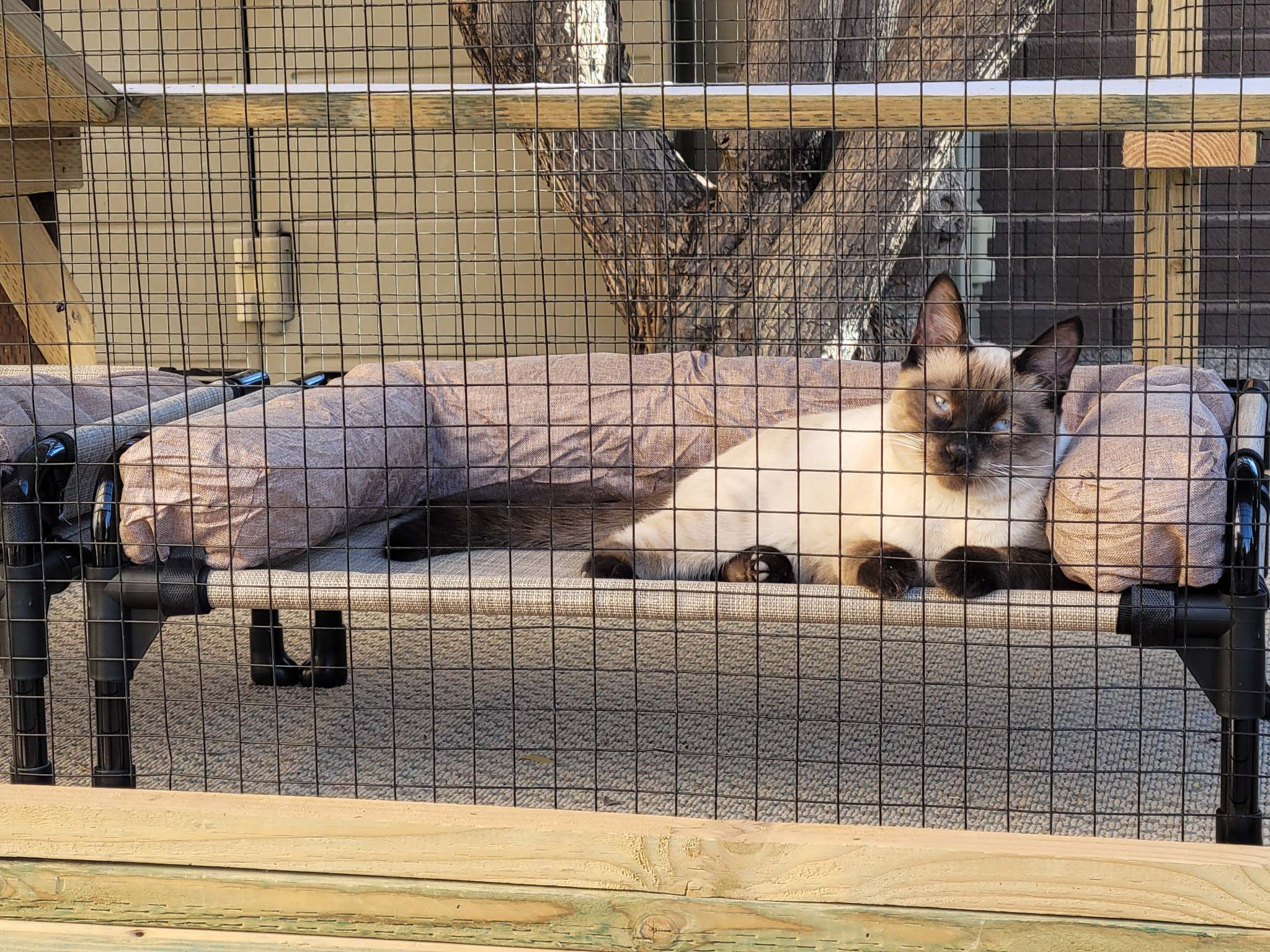 Siamese cat lounging on a padded cot inside a secure catio, with mesh wiring enclosing the space and a tree trunk visible in the background.