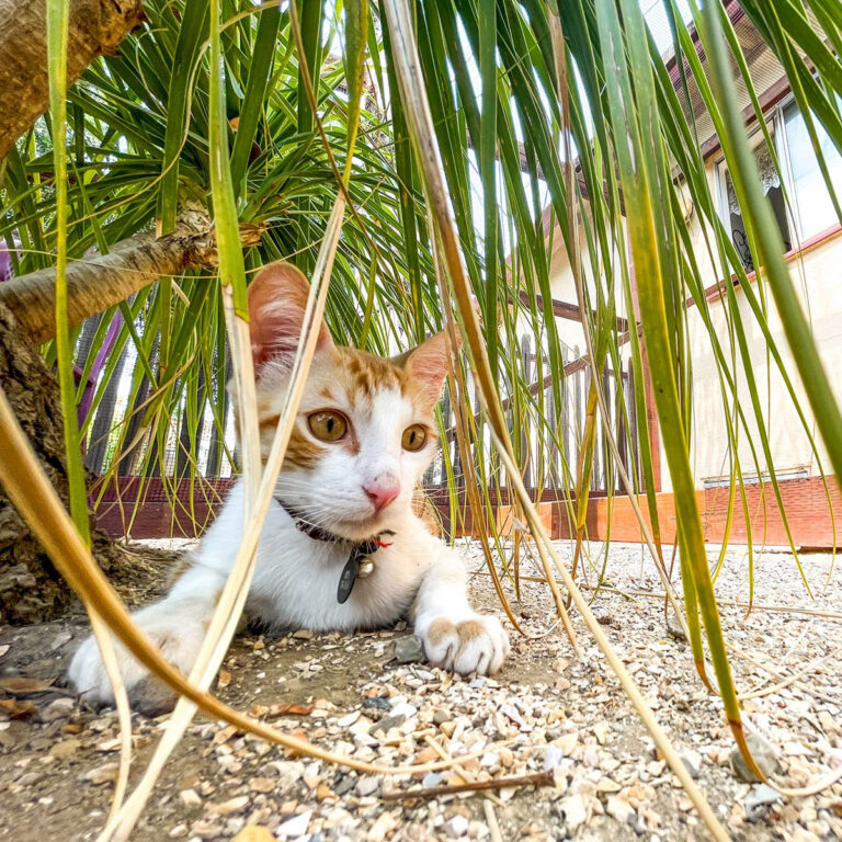 Orange and white cat lounging under a tropical plant inside an enclosed outdoor catio area.