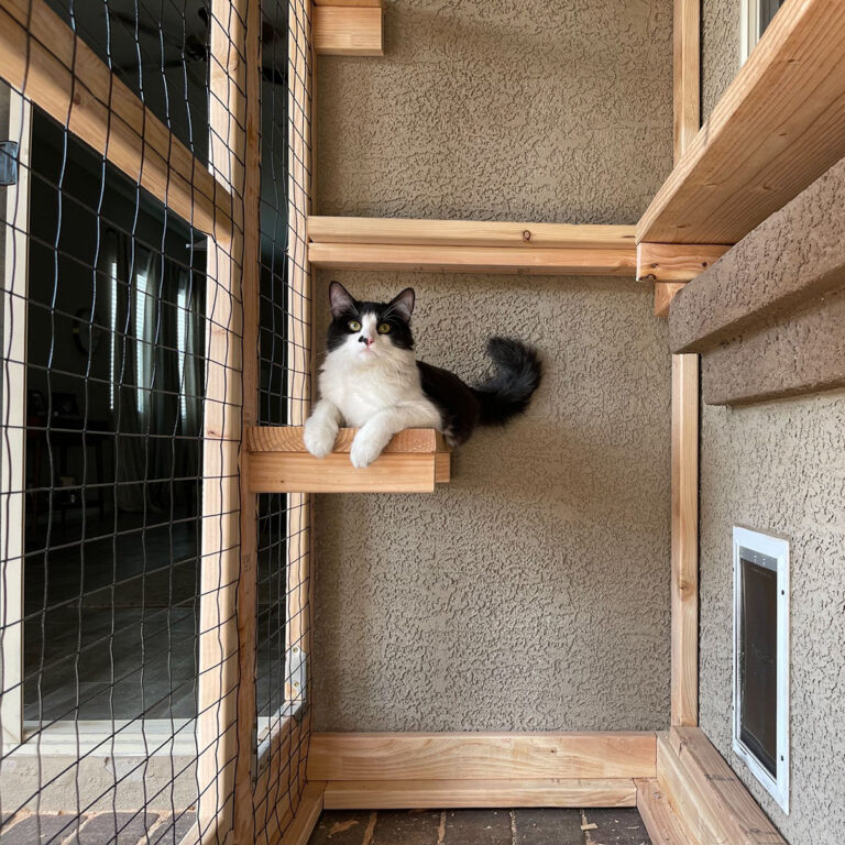 Black and white cat lounging on a wooden perch inside a vertical wall-mounted catio with a pet door.