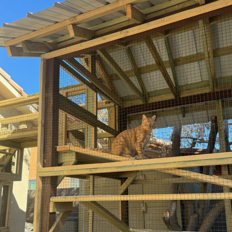Orange tabby cat perched on elevated shelf inside spacious outdoor catio with wood frame and metal roof.