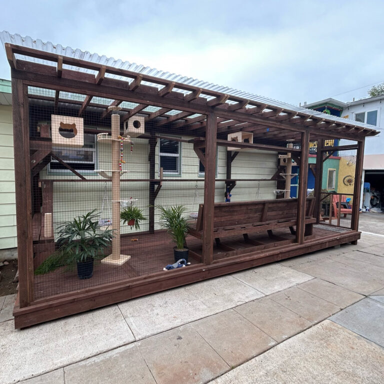 Large side-yard catio with clear roof, multiple perches, cat houses, hanging toys, and greenery along sidewalk.