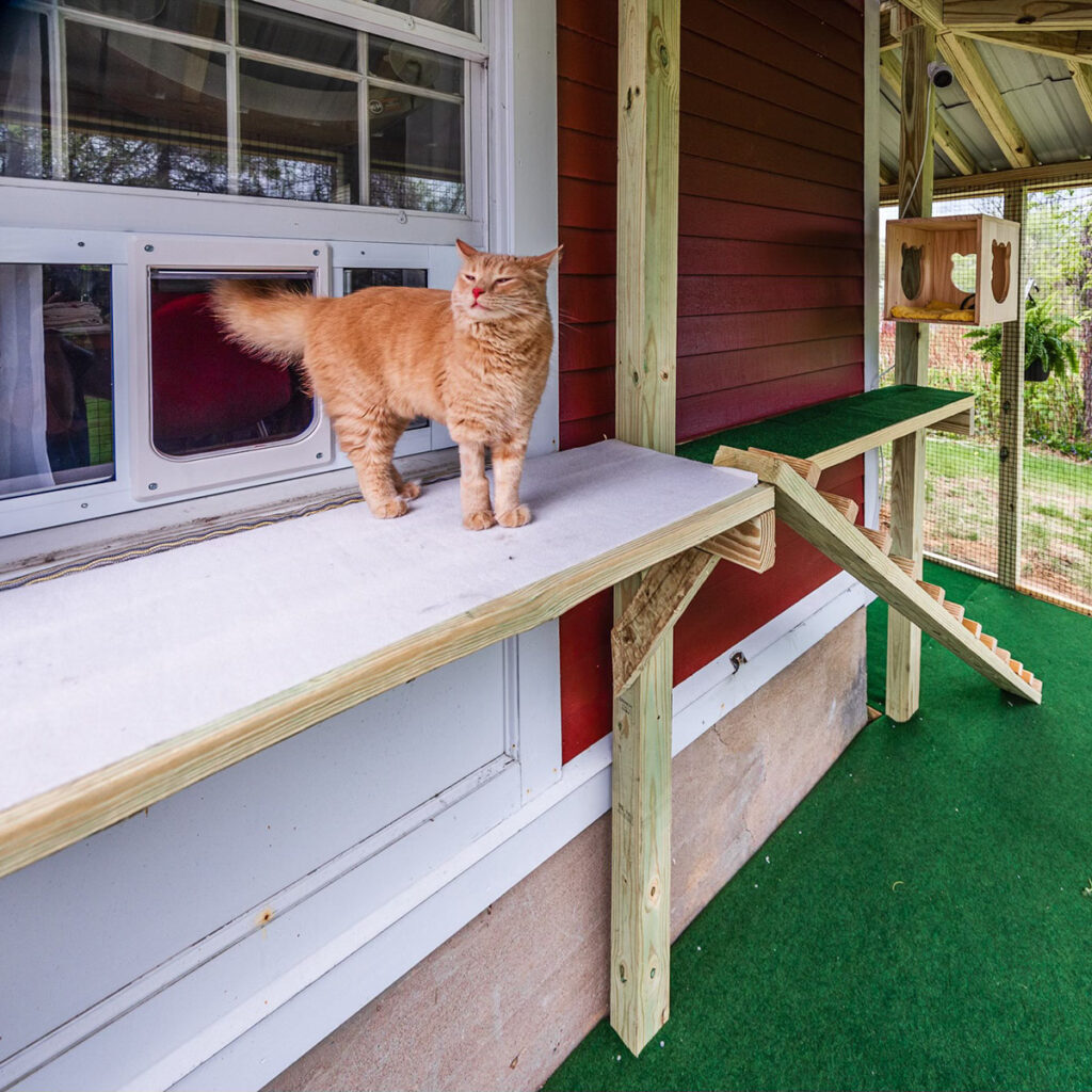 Orange tabby cat standing on a white shelf in a catio with a ramp, window access, and a mounted wooden play box.