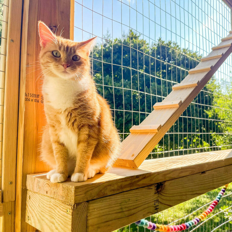 Orange tabby cat sitting on a sunlit wooden platform beside a climbing ramp inside a secure outdoor catio.