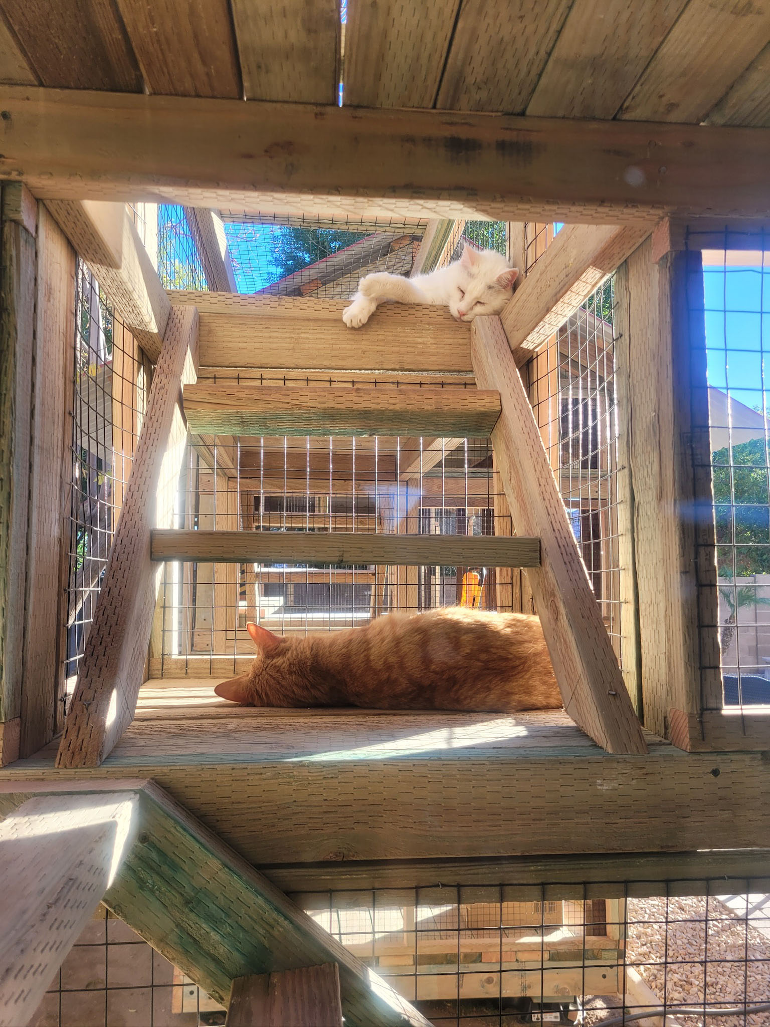 Two cats napping on separate wooden platforms inside a sunlit, multi-level catio structure with mesh walls and angled supports.